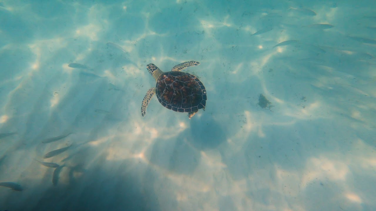 Okaloosa Island Snorkeling and Beaches