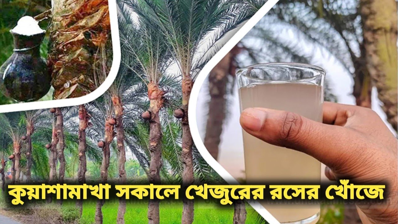 শীতের সকালে খাঁটি খেজুরের রসের স্বাদ নিলাম। Date Juice | Winter Morning Video | Rafsan Abir