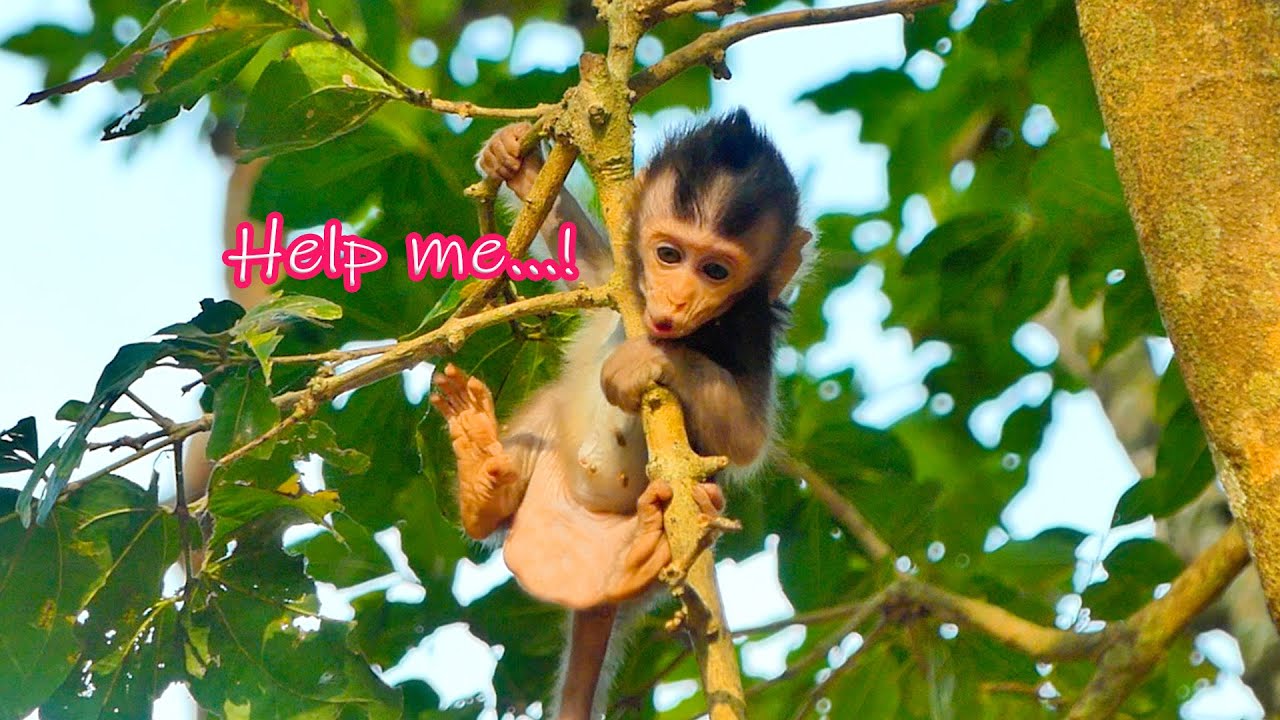 Primate monkey.../Please help me mummy.../Terrific life baby.../Nice clip