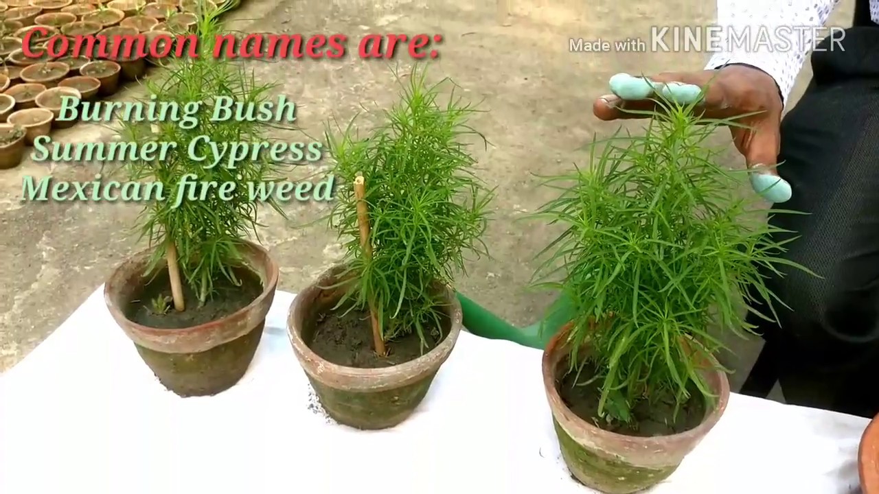 कोचीया बीज से कैसे उगाएं How to grow Kochia from Seeds