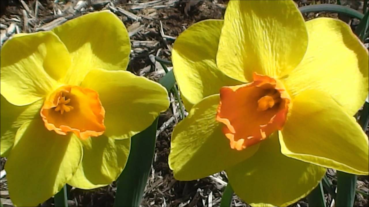 GARDEN TOUR: Award-winning Daffodil Garden!