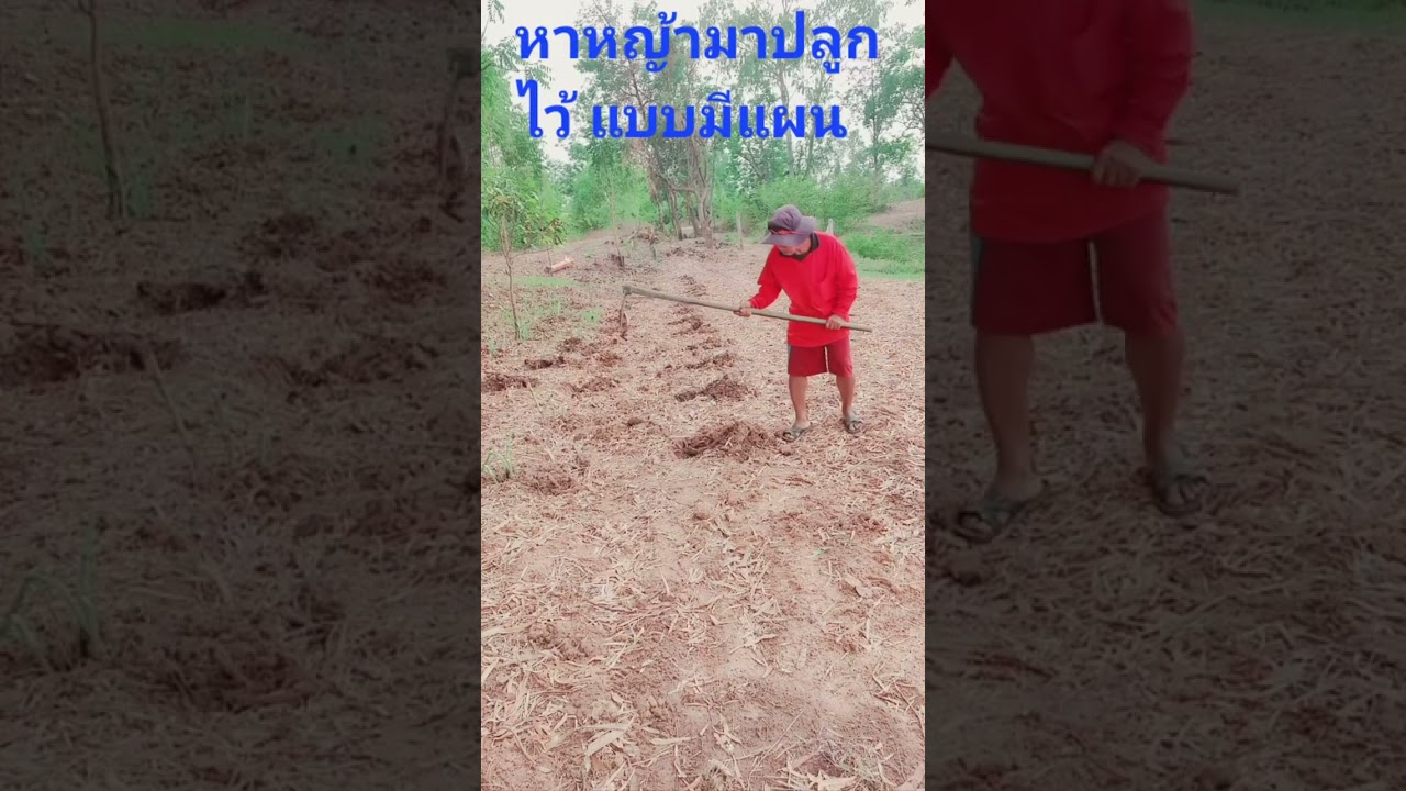 ฝนตกหาหญ้ามาปลูก