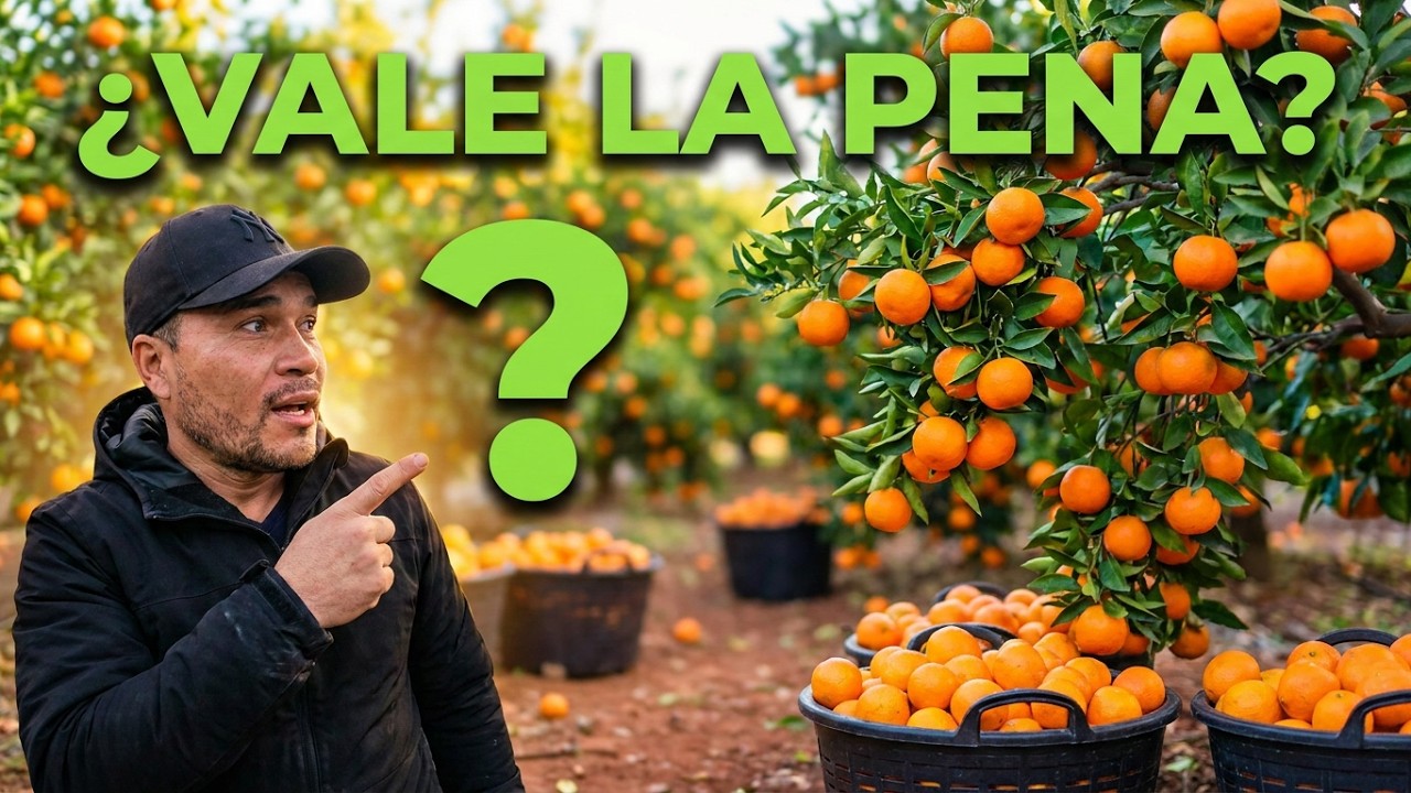 Así es trabajar cogiendo mandarinas en Valencia  /// ESPAÑA (vida real)  #españa #valencia #latino