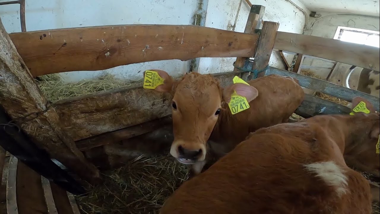 Muma odzyskała wolność || Przeprowadzanie bliźniaków