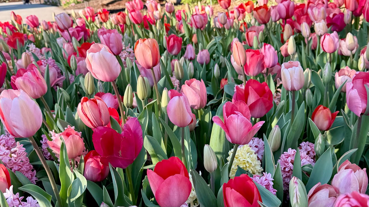 San Francisco Botanical Garden in full bloom! 🌸 Tulips, Daffodils, and Blossoming Trees! 🌷✨