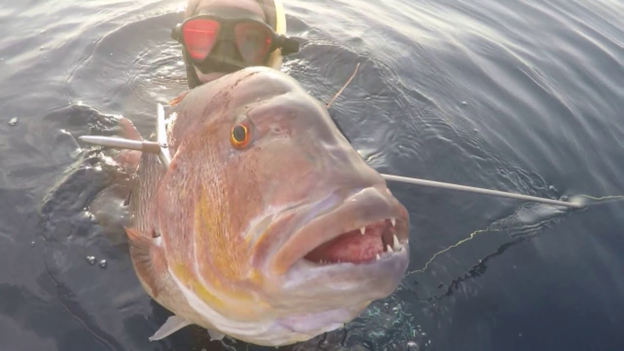 Gros dentis profond en chasse sous marine spearfishing dentex and amberjack