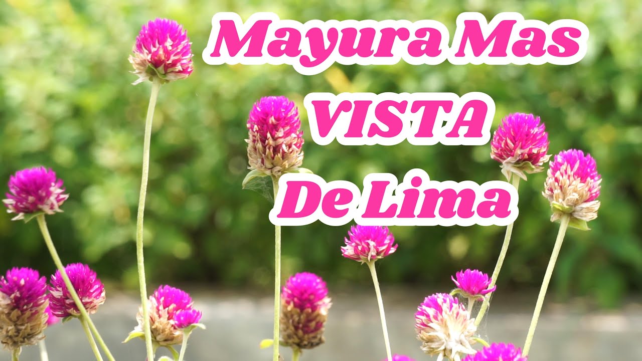 MAYURA DE ANTABAMBA SOLO PARA BAILAR
