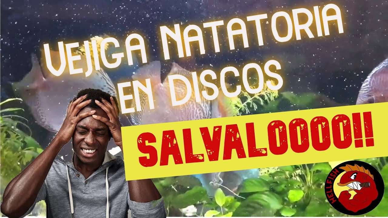 Soluciona problema de Vejiga Natatoria en tus Discos