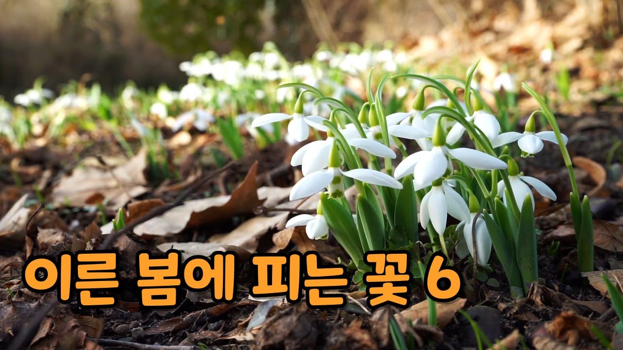초보자도 OK, 정원에 피는 이른 봄꽃 소개