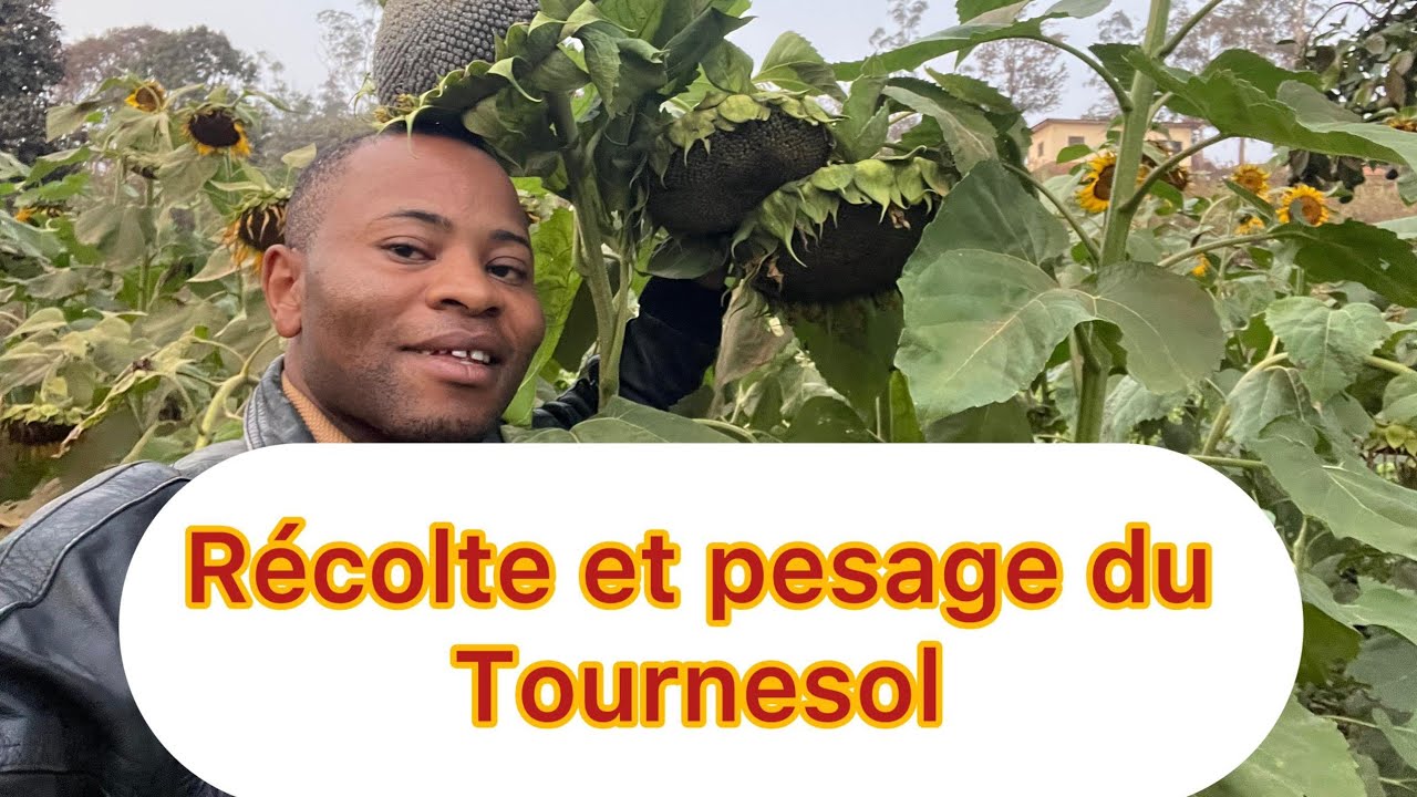 Récolte tournesol au Cameroun