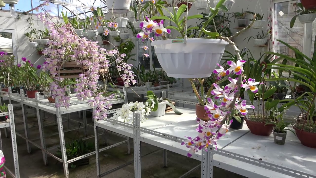 Dendrobium pierardii (aphyllum) , Dendrobium loddigesii , Dendrobium pendulum