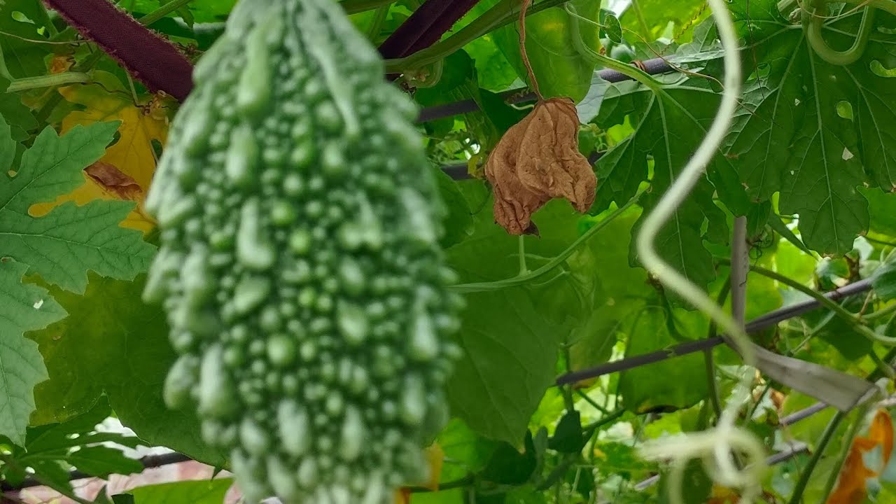 khushboo Garden is live!