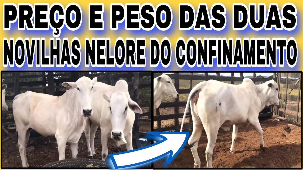 PREÇO E PESO DAS DUAS NOVILHAS NELORE DO CONFINAMENTO