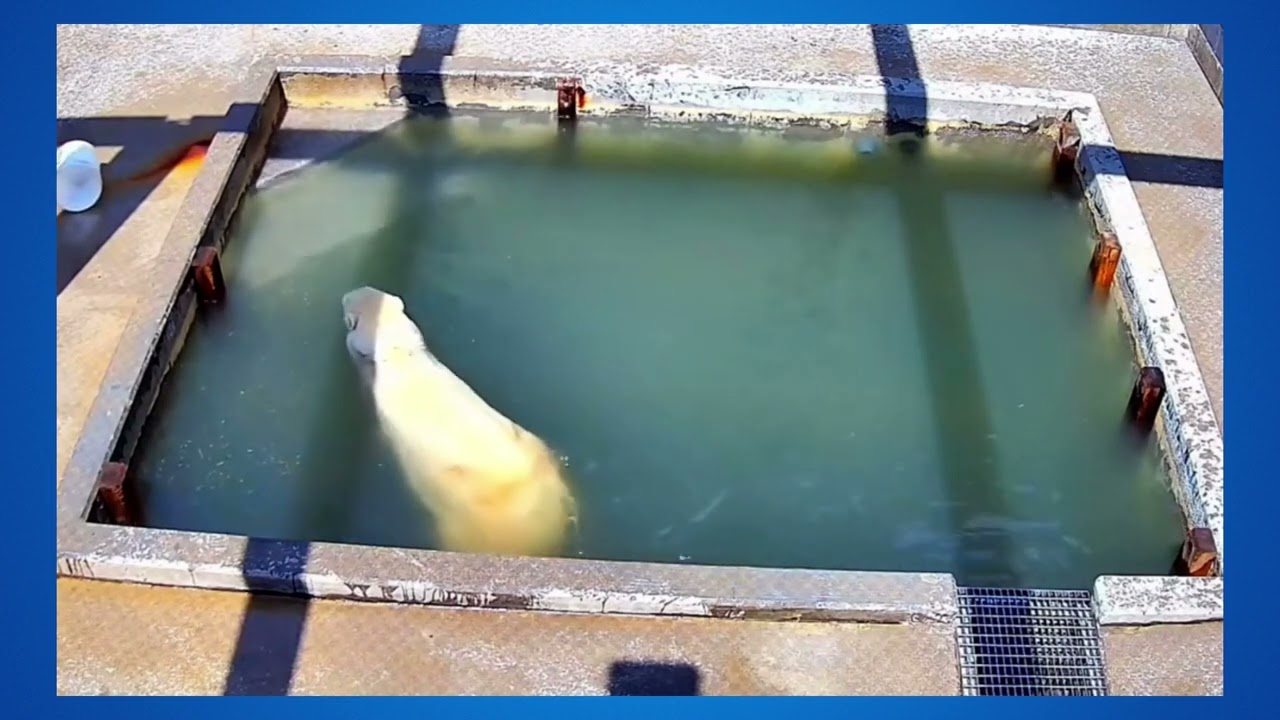 Mom's in the Cub Pool! #toledo Zoo  #PolarBears #Cubs #Cute #Animals