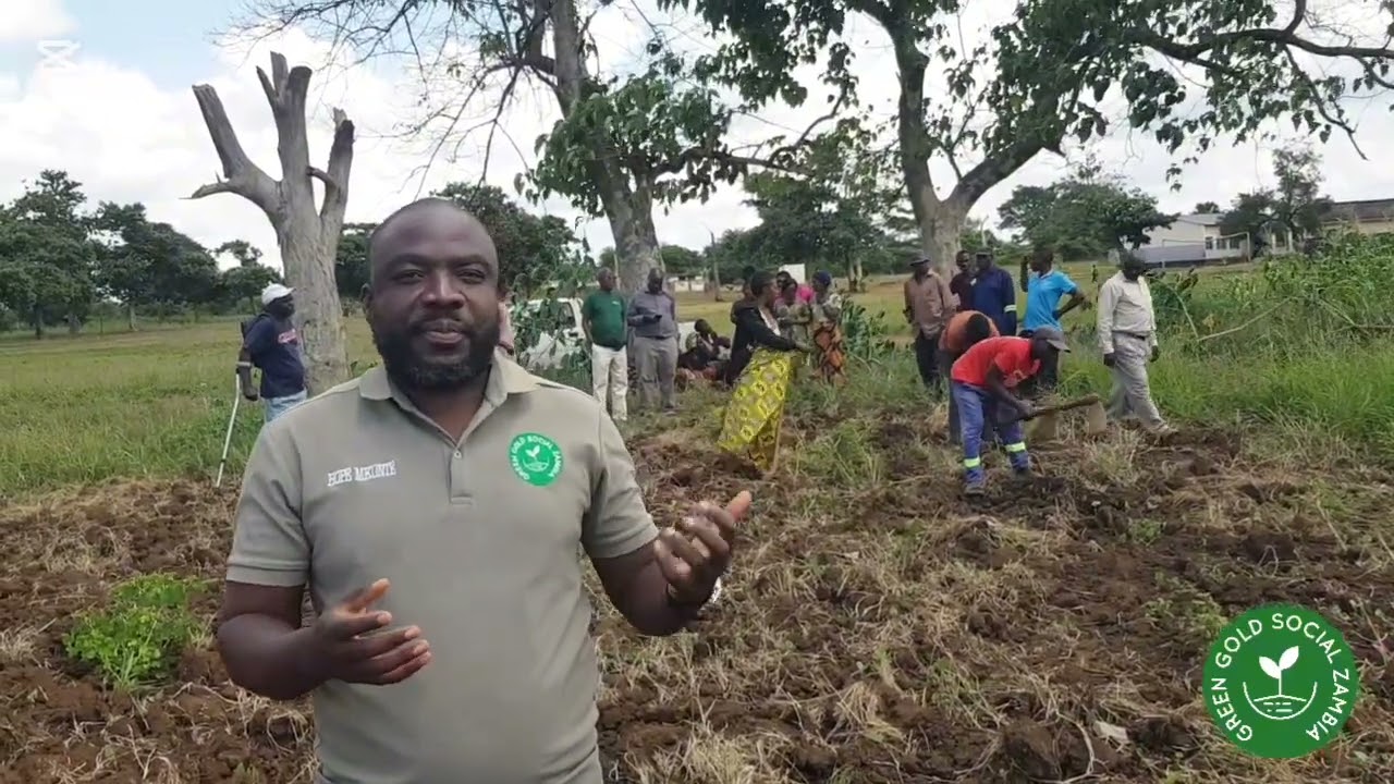 We planted 4500 nitrogen fixing trees for Agroforestry 