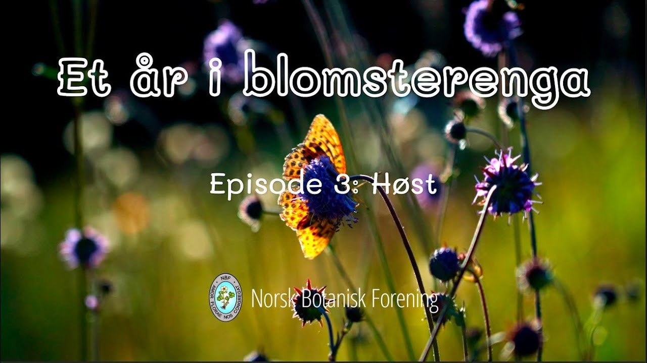 Et år i blomsterenga. Episode 3: Høst
