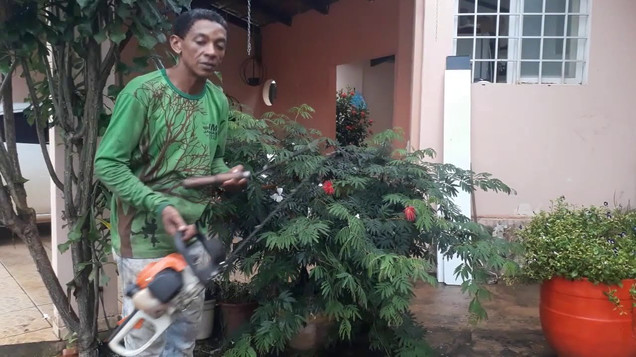 Como poda  a planta  calhandra  ou esponjimha