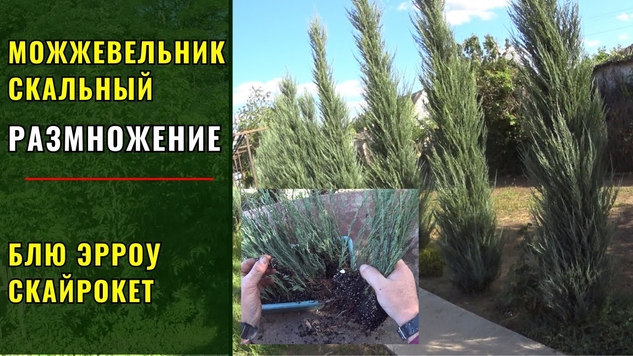 Размножение скальных можжевельников. На примере  БЛЮ АРРОУ (Blue Arrow) и СКАЙРОКЕТ (Skyrocket).