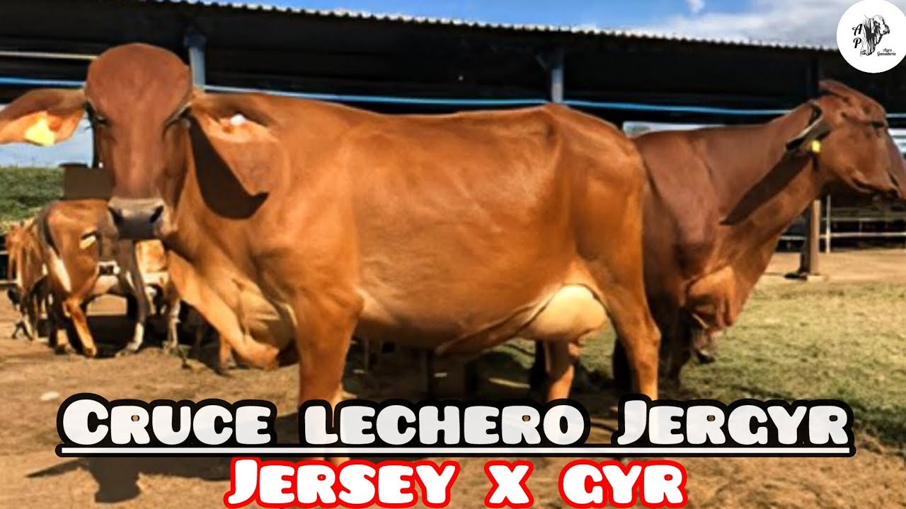 Cruce lechero Jergyr : Jersey x Gyr | Beneficios y Producción
