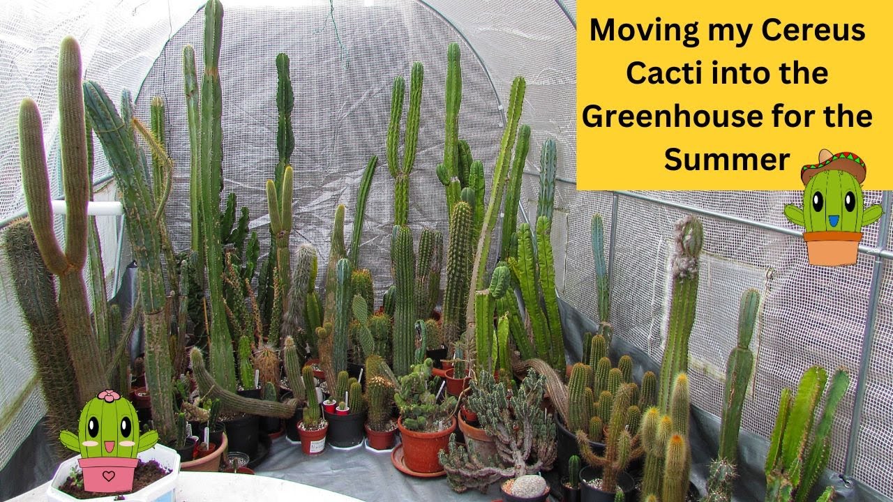 Moving my Cereus Cacti into the Greenhouse for the Summer | Cactus Collection #cacti #cactus