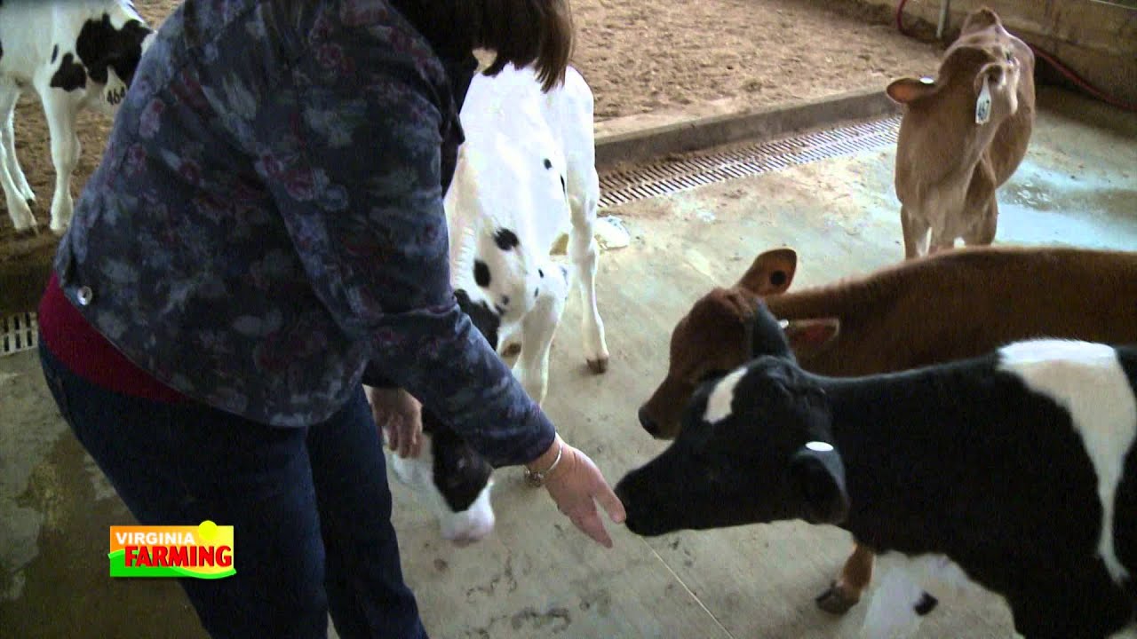Virginia Farming: VT Dairy Science Complex