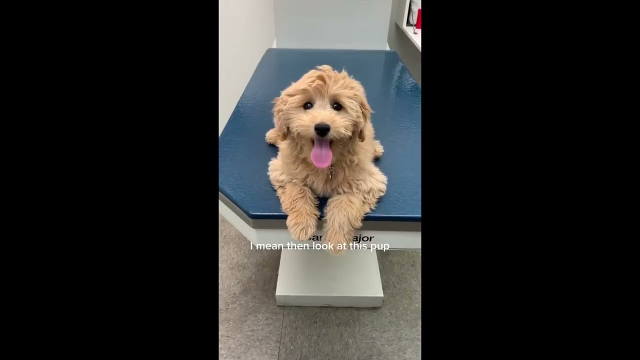FUNNY and VIRAL Goldendoodles #1 🐕‍🦺 | 2022 | Viral Tik Tok Compilation ✨