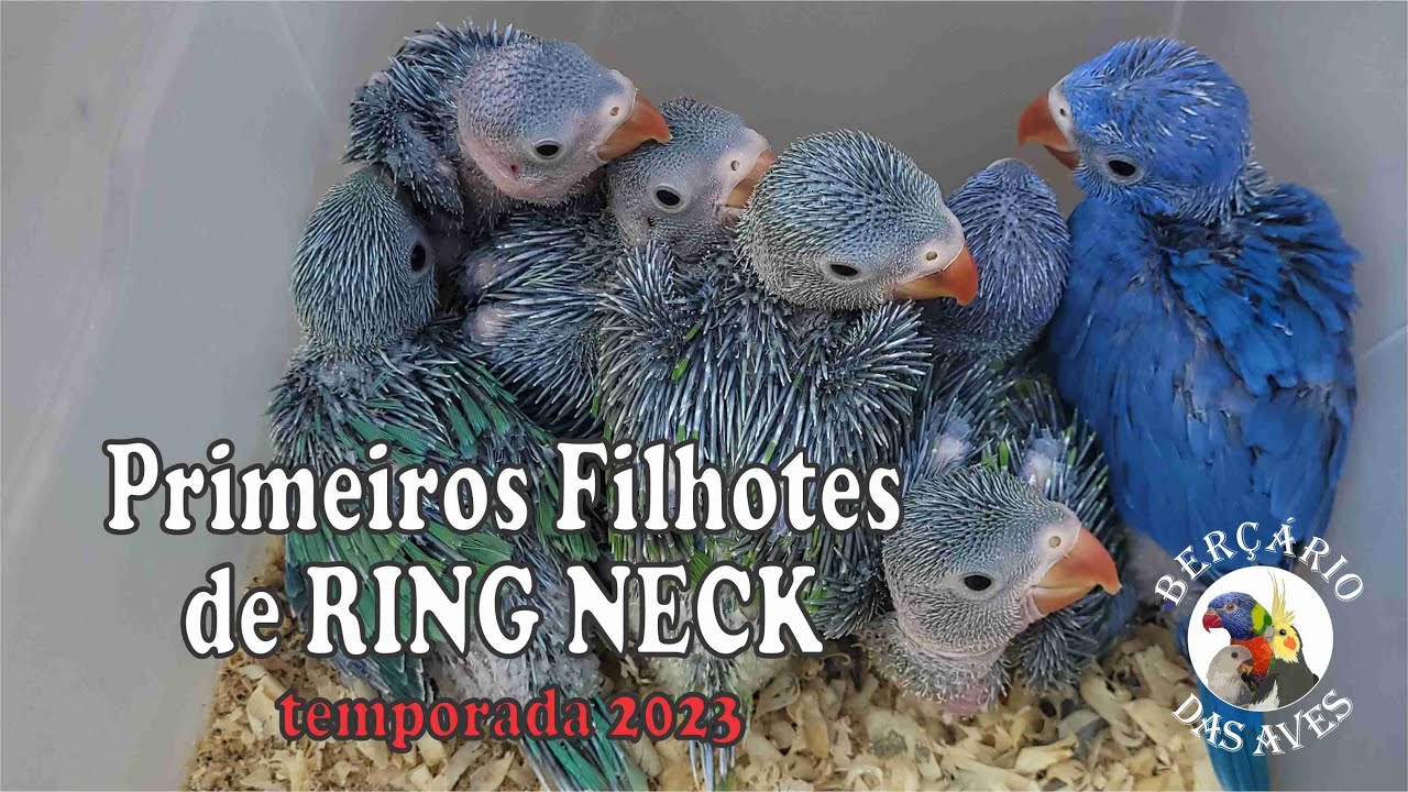 Os Primeiros Filhotes de Ring Neck da Temporada