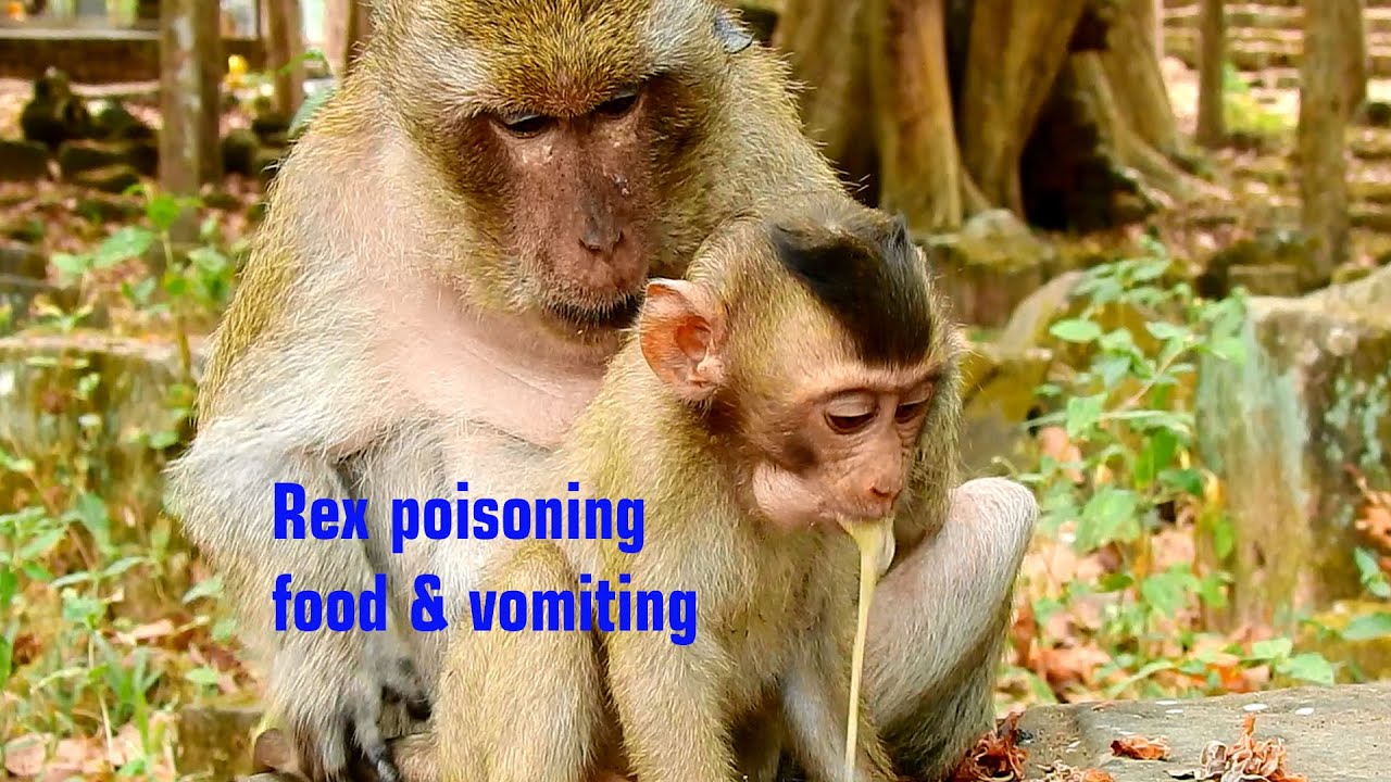 Oh, Help! help baby monkey Rex poisoning food & vomiting so hard. Precious Rex baby is overeating.