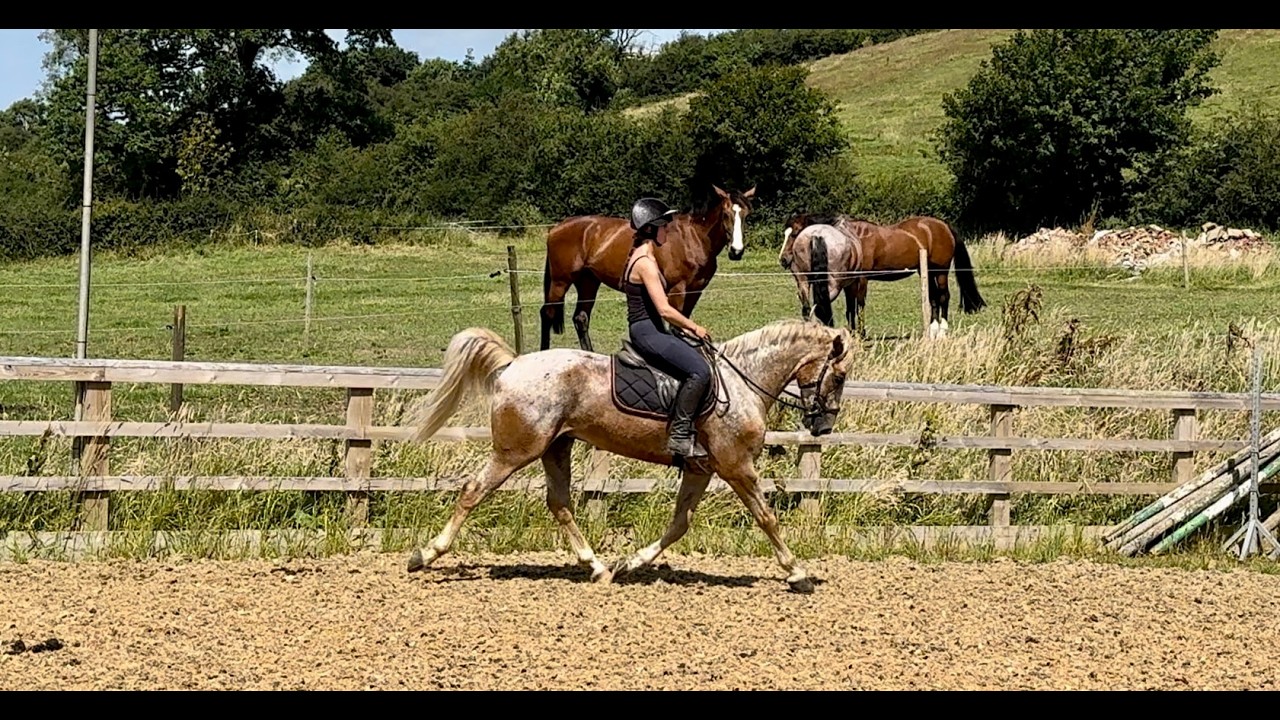 Spot 15.2hh 7yr