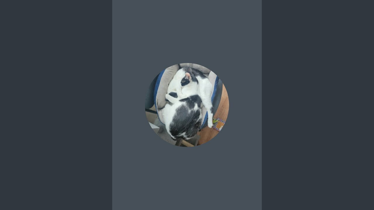 Kitties of the Palace is live!