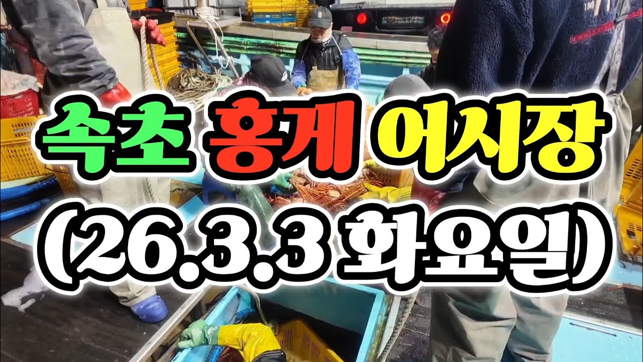 속초 홍게 어시장 26.3.3 배 입항! 갓잡은 활 홍게꽉찼다! 가성비 끝판왕! 세상에 이가격 맞아? korean fish market channel 