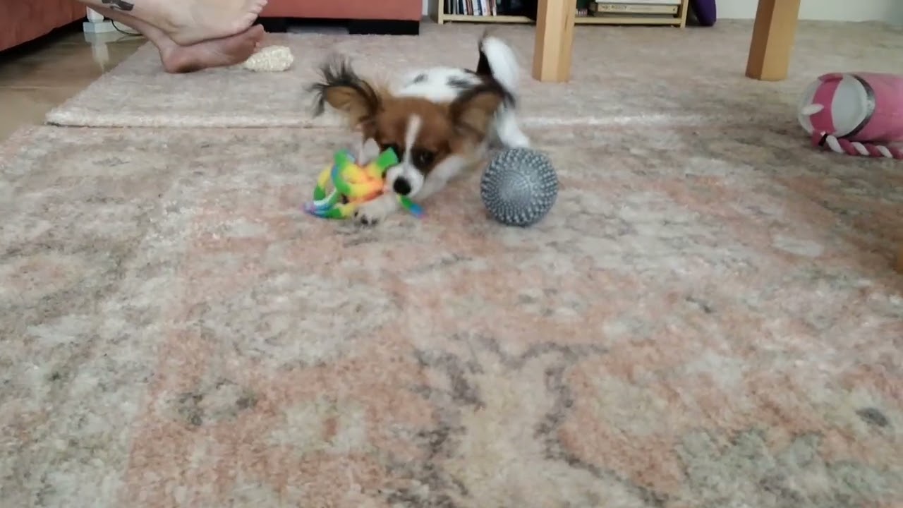 My dog 🐕 