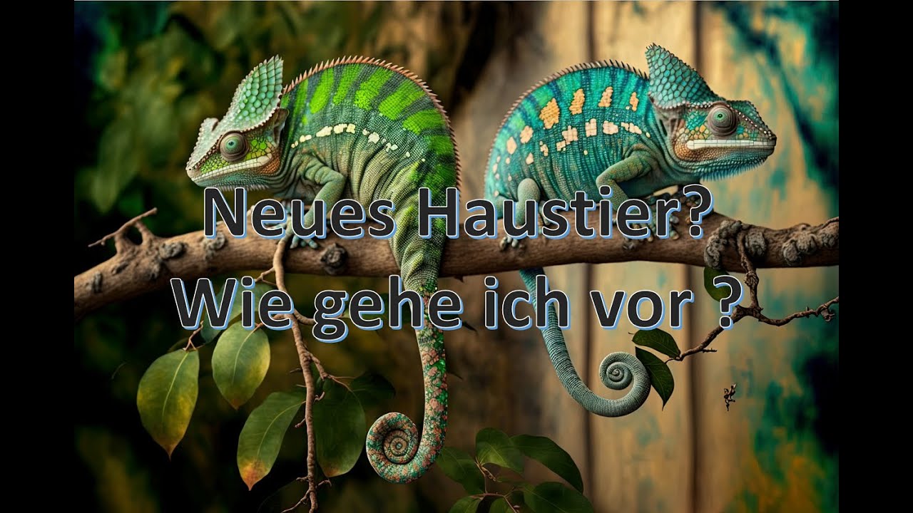 Terraristik für Anfänger: Neues Tier? Wie bekomme ich Infos ??