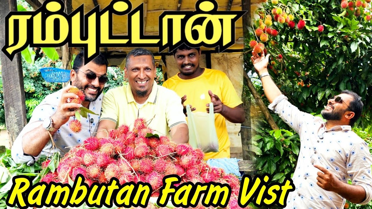 இலங்கையில் பூத்துக்குலுங்கும் ரம்புட்டான் பழம் || மரத்திலிருந்து நேரடியாக பறித்து சாப்பிட்ட அனுபவம்