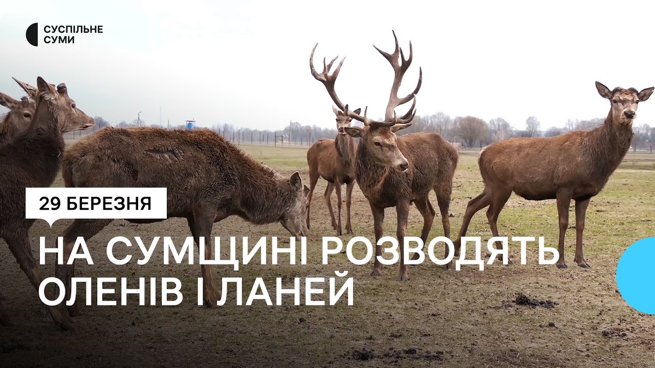 У селі Козацьке неподалік Конотопа оселилися благородні олені та лані
