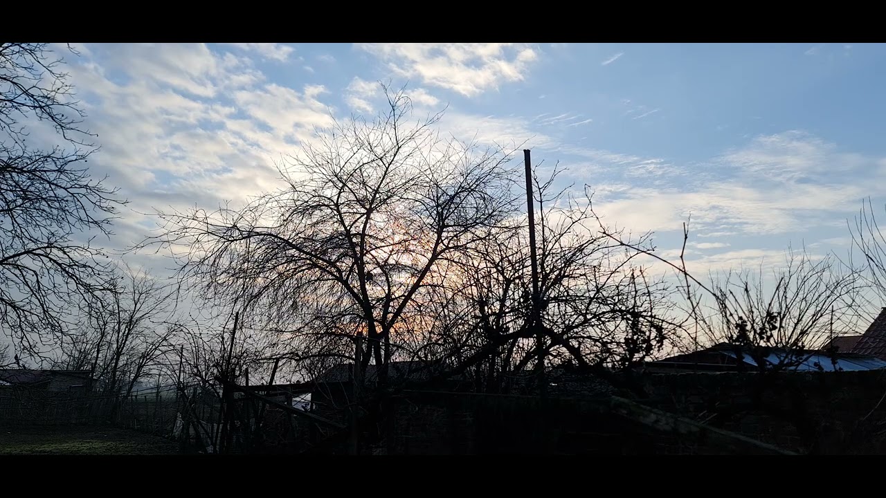 20 Minutes of Relaxing Nature Sounds | Backyard, Birds & Dogs