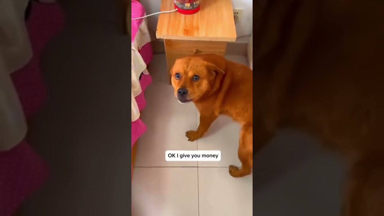 Xiaopang stole roasted duck 🦆 #xiaopang #duck #funny #animals #fyp #viralvideo