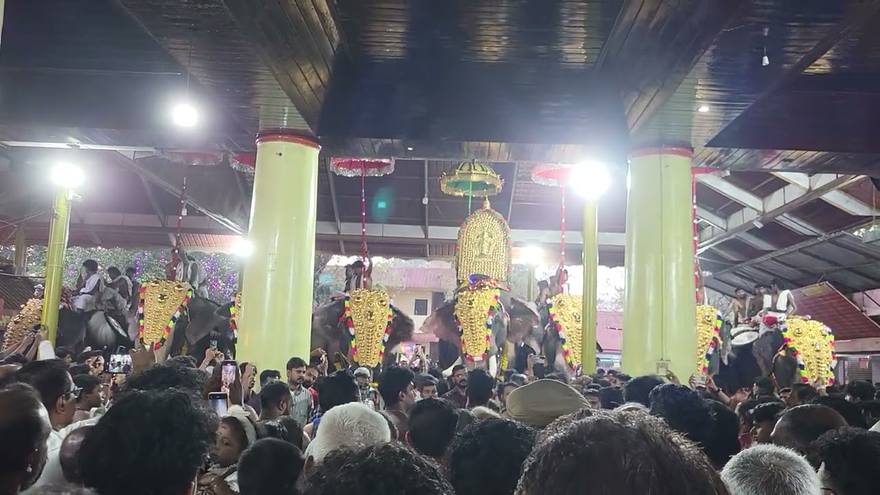 Kodungallur Thalappoli #elephant #indianelephant #keralaelephant #no1 #viral #shorts #trending 