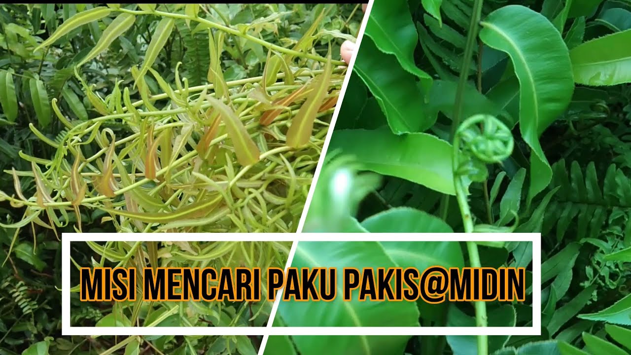 misi mencari pucuk paku pakis@midin