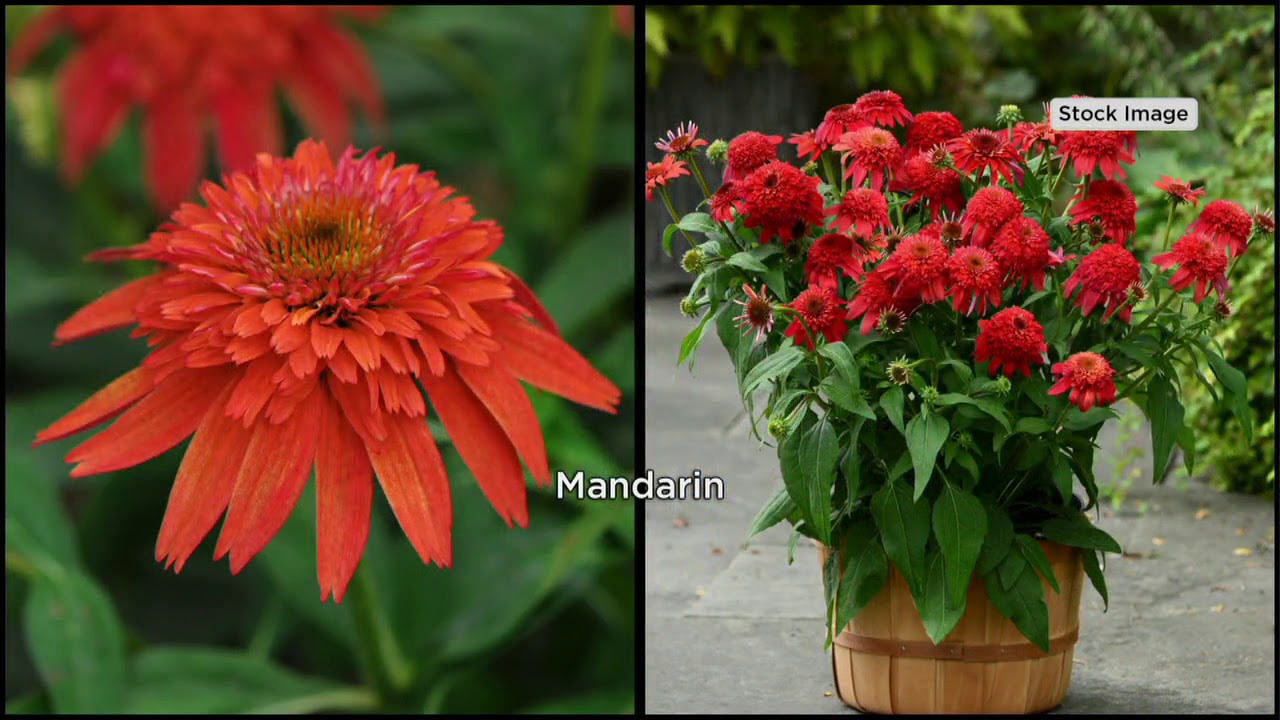 Roberta's 3-Piece Double Scoop Colorful Coneflowers on QVC