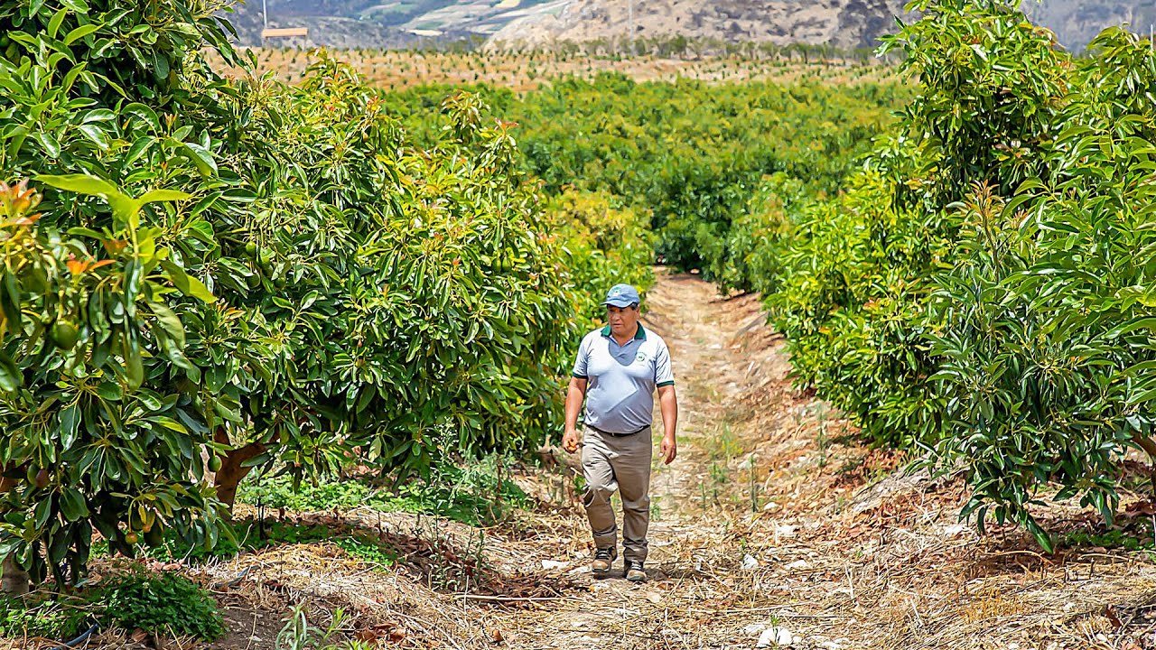ECHARATINOS REALIZARON INTERCAMBIO DE EXPERIENCIAS EN EL CULTIVO DEL PALTO EN LIMATAMBO Y MOLLEPATA