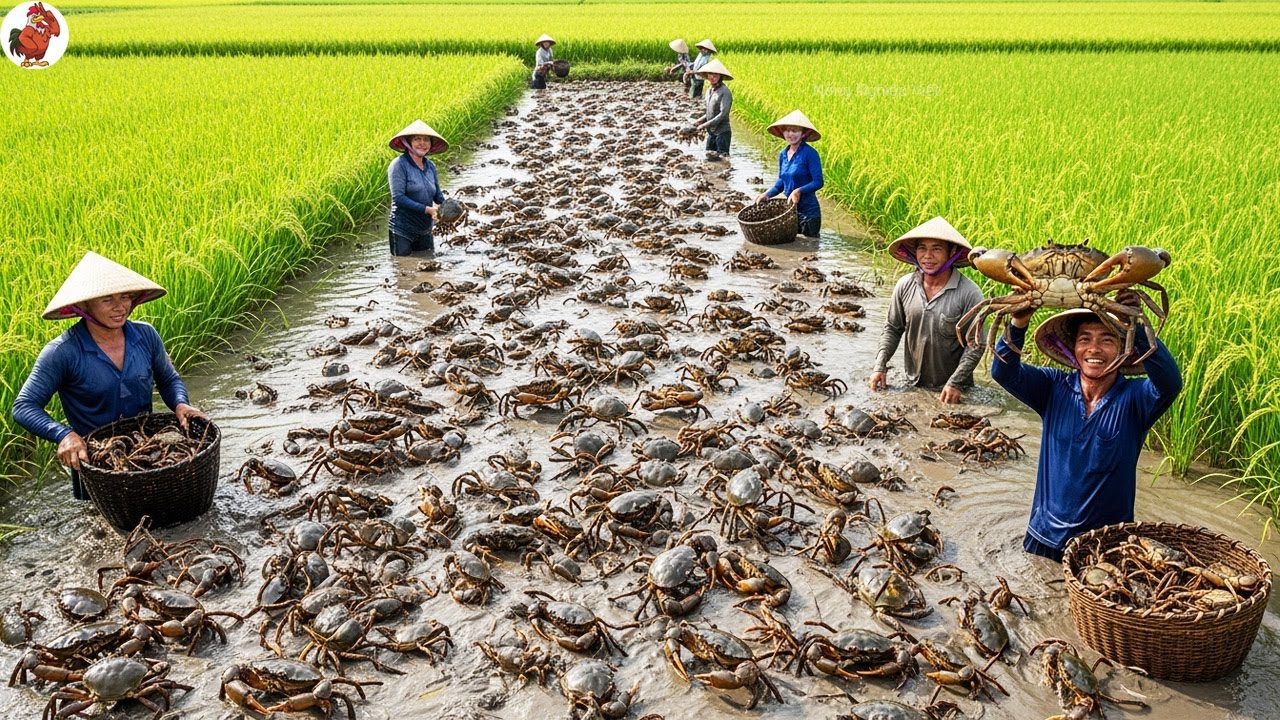 Nuôi Cua Trong Ruộng Lúa - Mô Hình Mới Cho Lợi Nhuận Không Ngờ - Nông Dân Đổi Đời Từ Đó