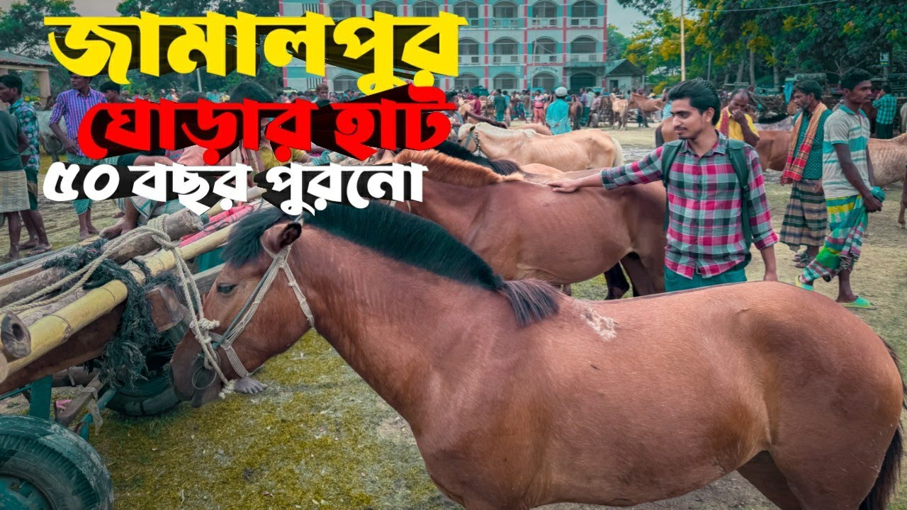 জামালপুরের ঐতিহ্যবাহী ঘোড়ার হাট | বাংলাদেশের সবচেয়ে বড় ঘোড়ার হাট | Horse Market of Bangladesh 🐎
