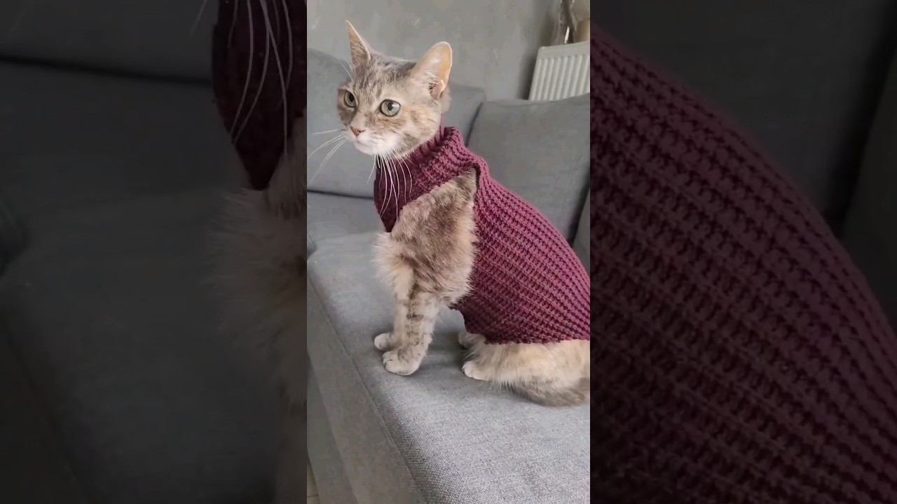 How to make a sweater for cat in just 2 minutes