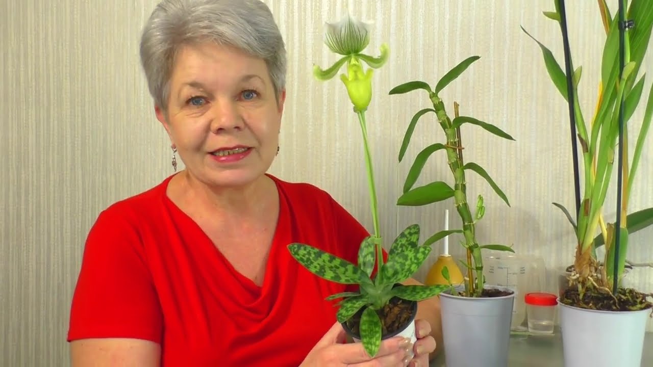 Орхидея ВЕНЕРИН БАШМАЧОК 😊💐 Пафиопедилум Мауди (Paphiopedilum Maudiae)  Фемма / Femma , и другие...😊