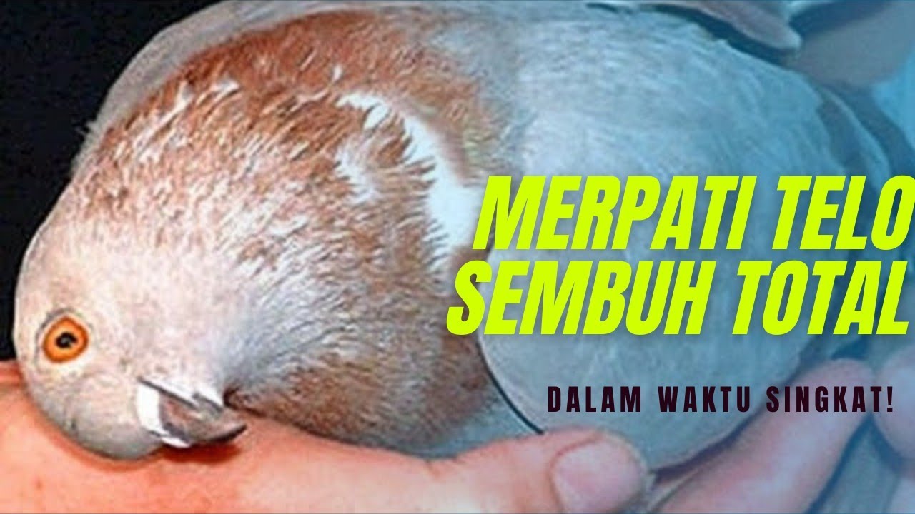 Ep.2 WOW!! SALAH 1 CARA MENGOBATI MERPATI TELO DALAM WAKTU SINGKAT YANG BELUM BANYAK ORANG KETAHUI.