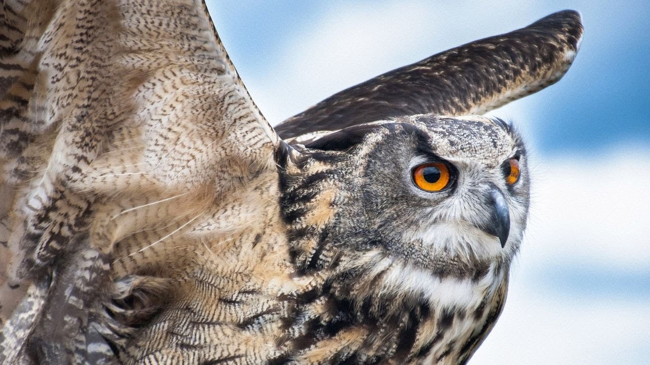 Owl Sound | Owl Sound Effects | Owl Singing | Owl Calls | Owl Noises | Nature Sounds | No Music