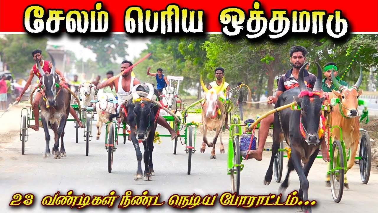 சேலம் பெரிய ஒத்தமாடு 25/01/2026 selam race #krish_studio_kattumavadi