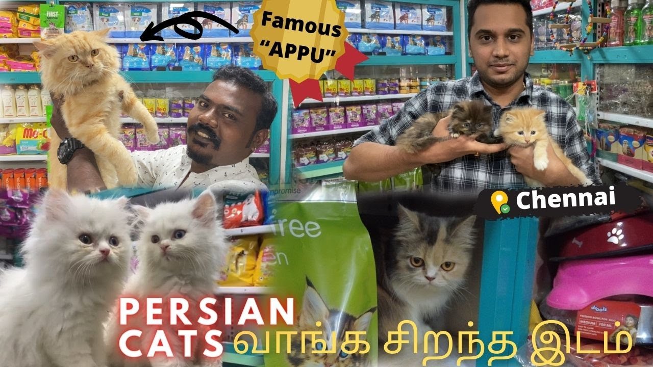 Best quality Persian Cats for sale | Doll face | Extreme Punch face | Semi Punch Face-Mano’s Cattery