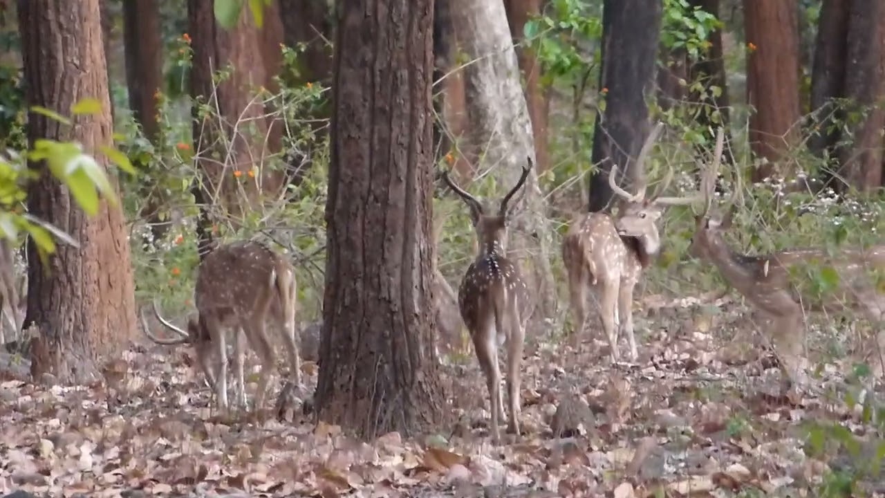 Chital Stags grazing in Sal Forest North India